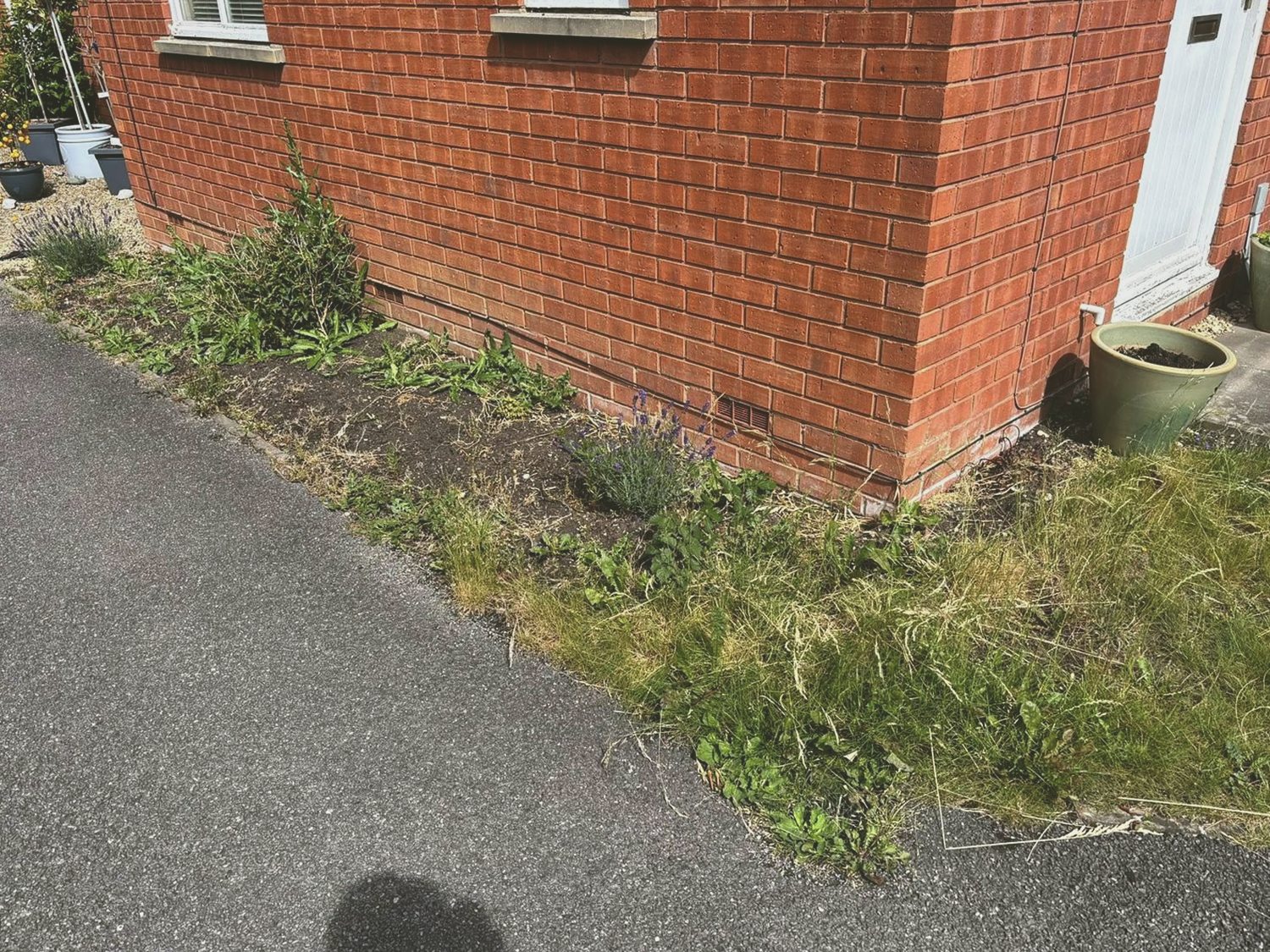 Overgrown side border before garden work