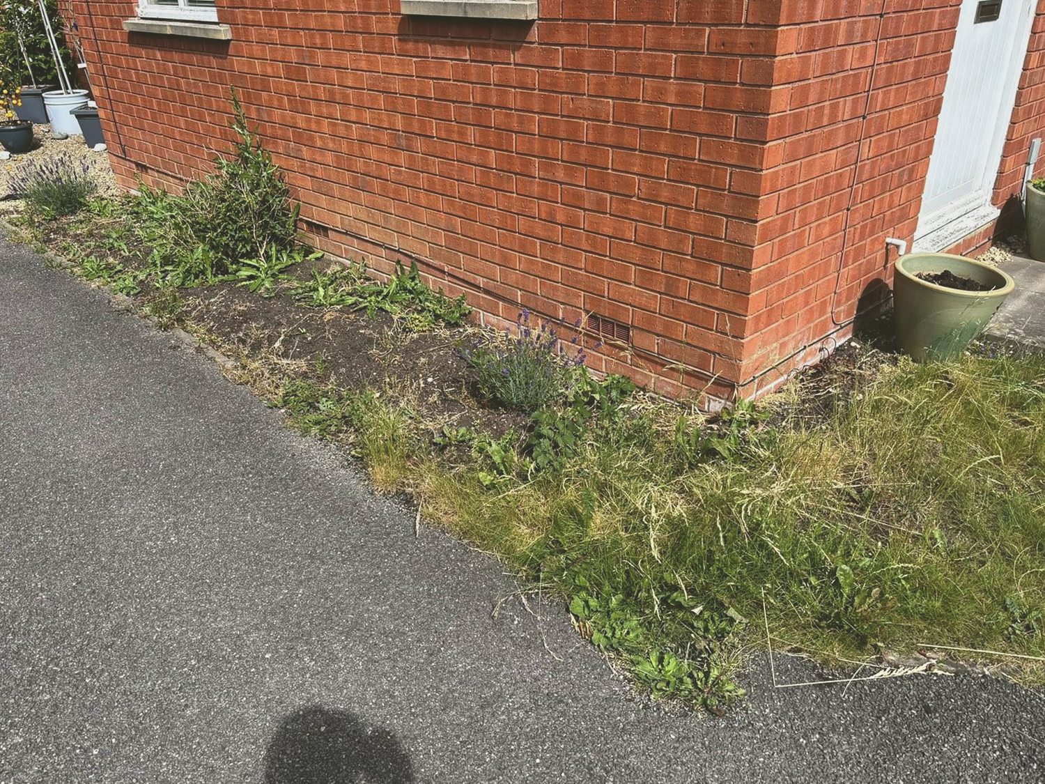 Tired front border before garden refresh work