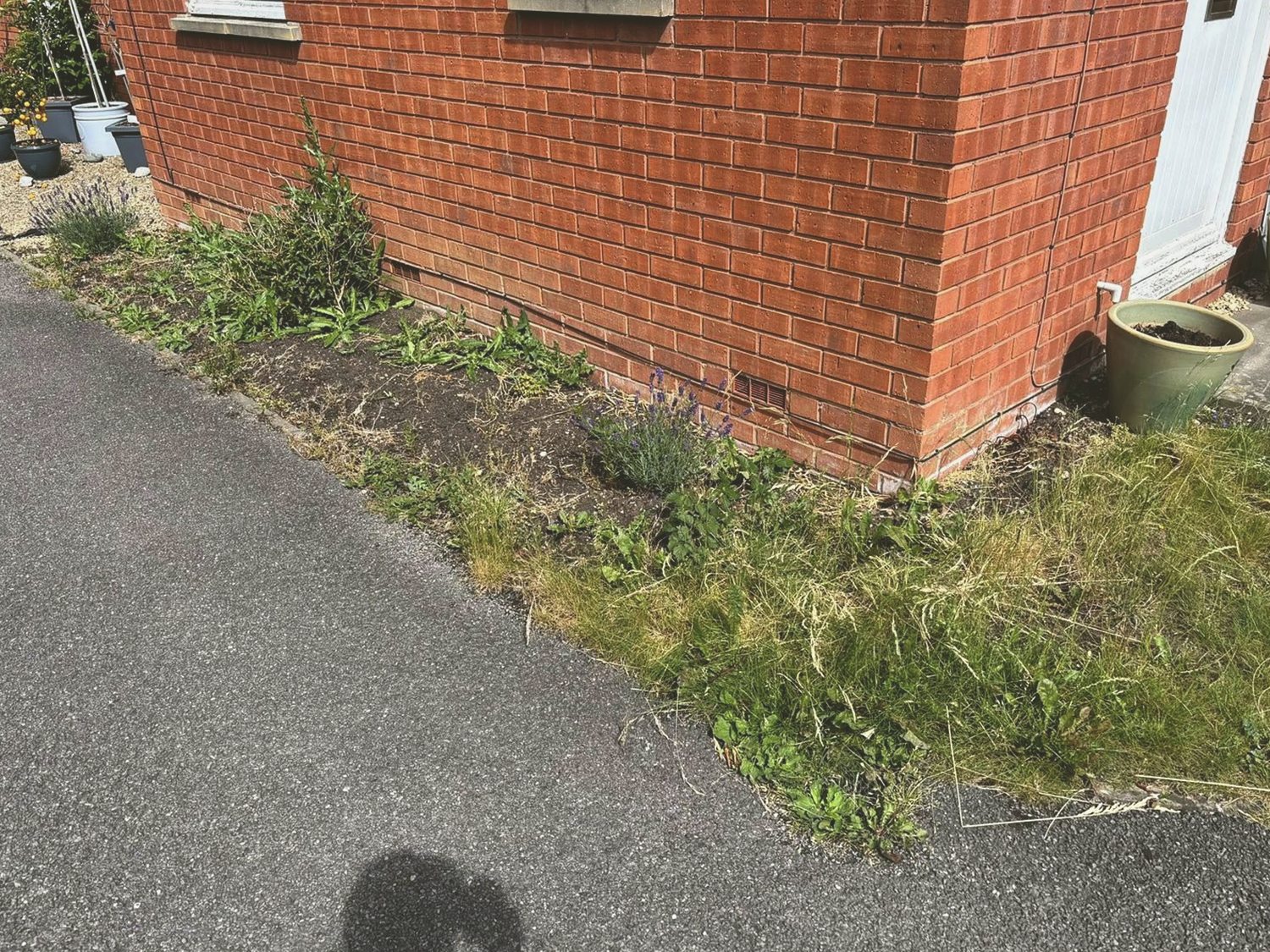 Overgrown side border before garden work