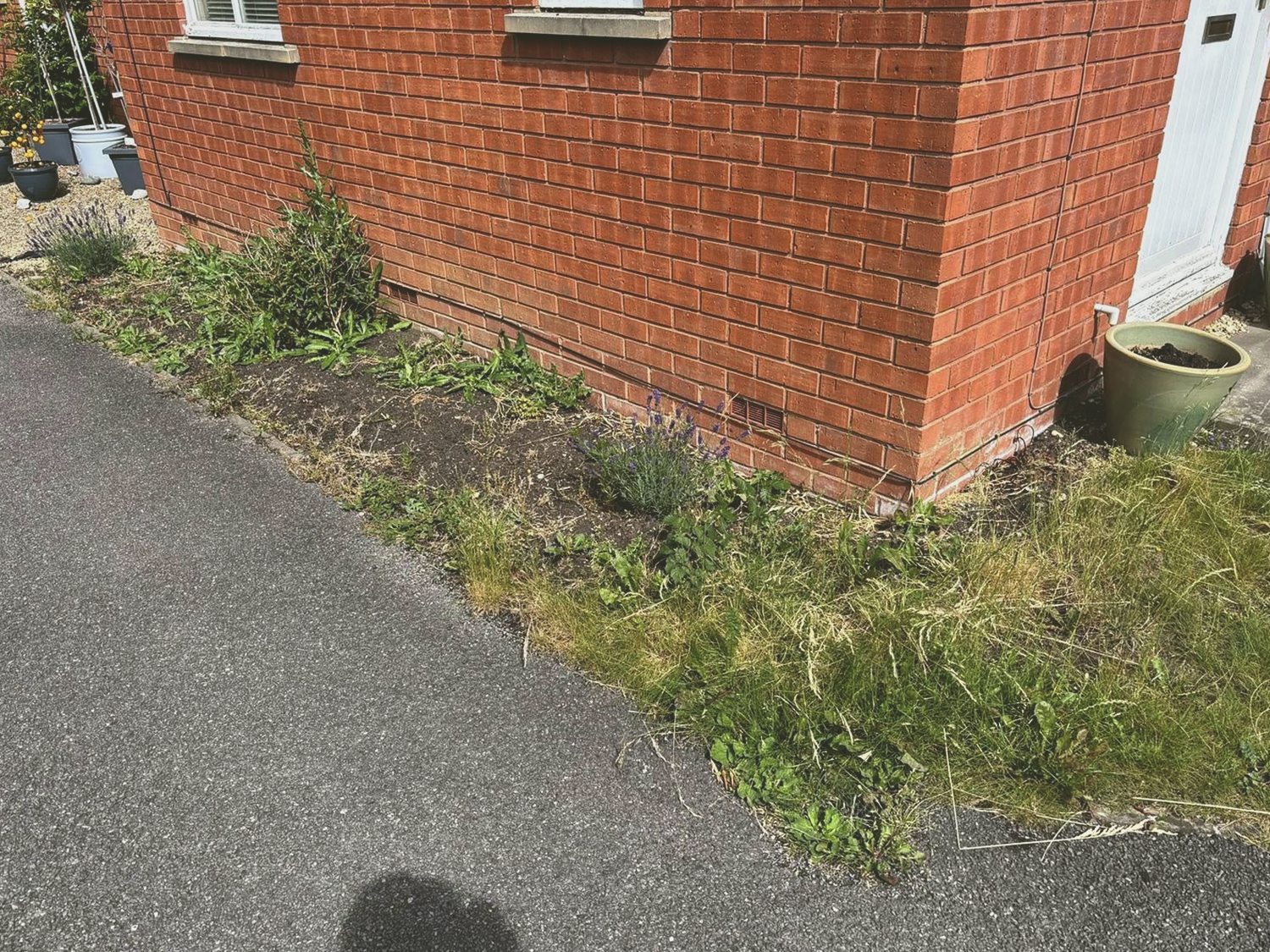 Overgrown side border before garden work