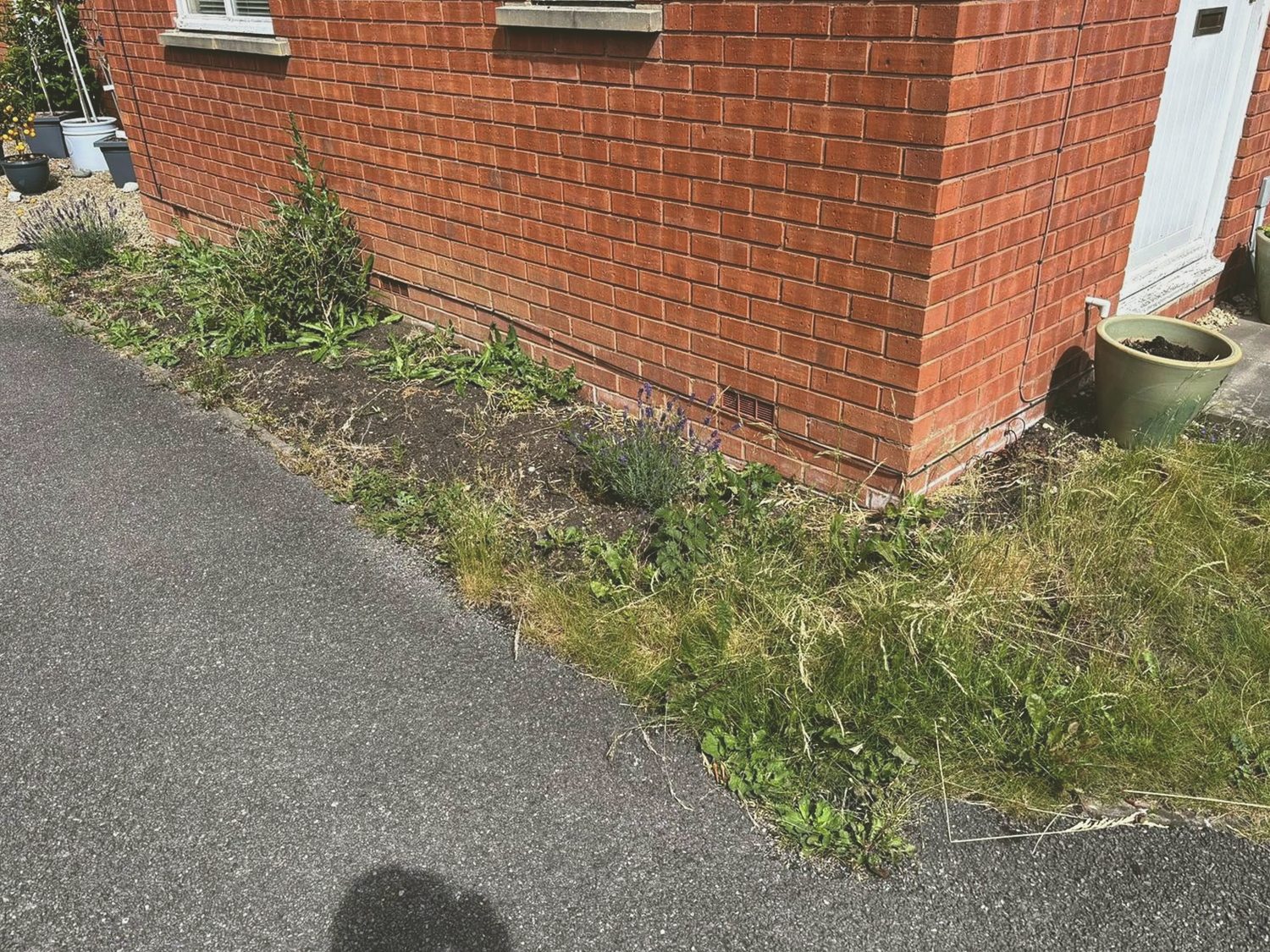 Overgrown side border before garden work