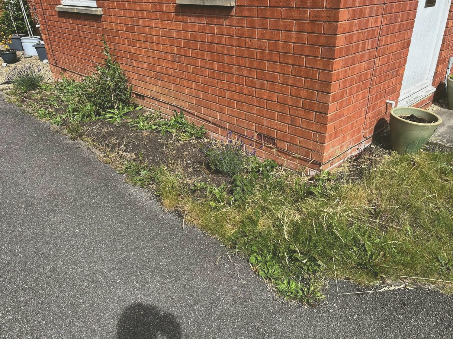 Overgrown side border before garden work