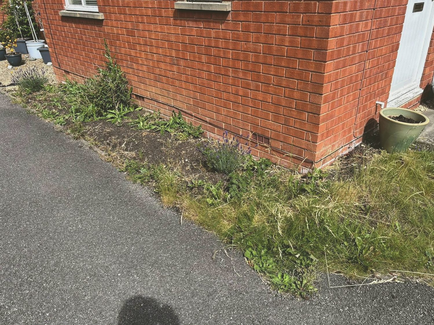 Overgrown side border before garden work
