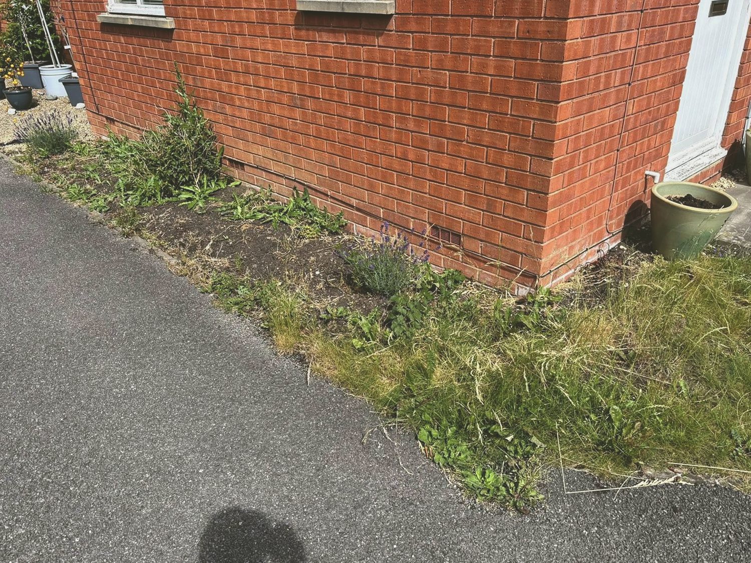 Overgrown side border before garden work